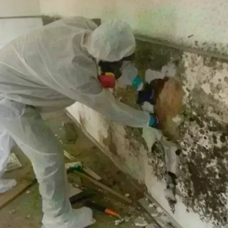 Mold Remediation and Removal in Pulaski County, GA